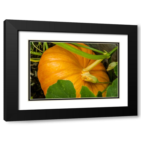 Issaquah-Washington State-USA Pumpkin ready to harvest Black Modern Wood Framed Art Print with Double Matting by Horton, Janet