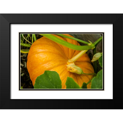 Issaquah-Washington State-USA Pumpkin ready to harvest Black Modern Wood Framed Art Print with Double Matting by Horton, Janet
