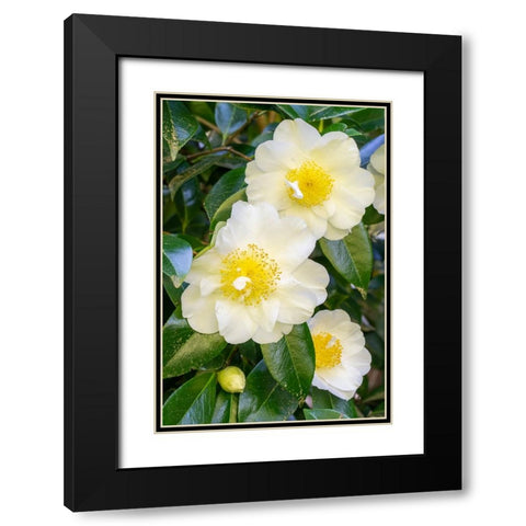 Issaquah-Washington State-USA Flowering Camellia bush Black Modern Wood Framed Art Print with Double Matting by Horton, Janet