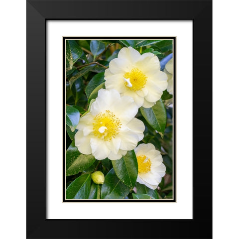Issaquah-Washington State-USA Flowering Camellia bush Black Modern Wood Framed Art Print with Double Matting by Horton, Janet