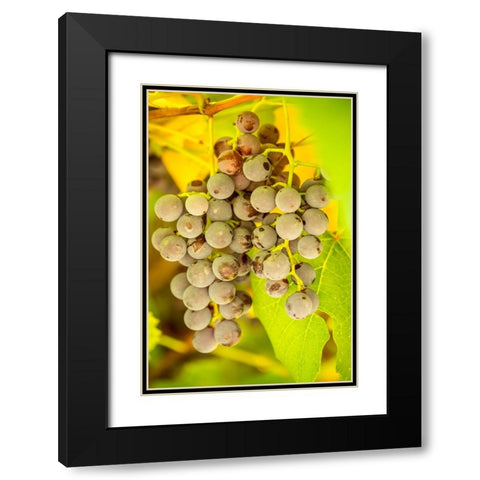 Leavenworth-Washington State-USA Ripe grapes growing Black Modern Wood Framed Art Print with Double Matting by Horton, Janet