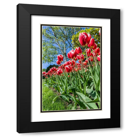 Mount Vernon-Washington State-USA Tulip garden Black Modern Wood Framed Art Print with Double Matting by Horton, Janet