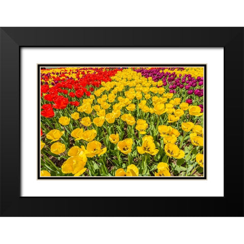 Mount Vernon-Washington State-USA Tulip garden Black Modern Wood Framed Art Print with Double Matting by Horton, Janet