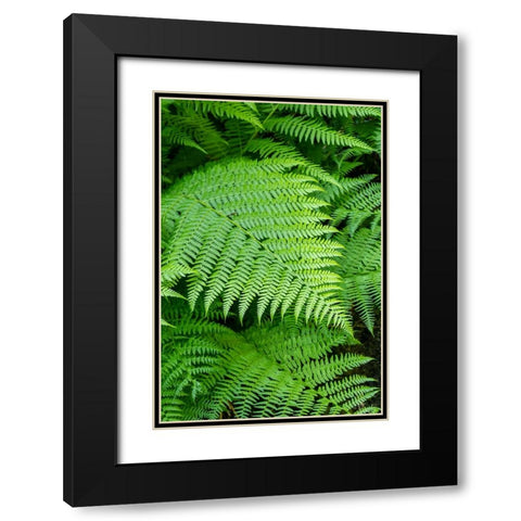Issaquah-Washington State-USA Lady Fern frond Black Modern Wood Framed Art Print with Double Matting by Horton, Janet
