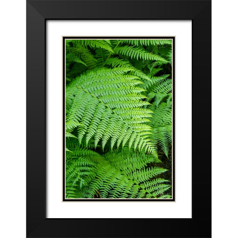 Issaquah-Washington State-USA Lady Fern frond Black Modern Wood Framed Art Print with Double Matting by Horton, Janet