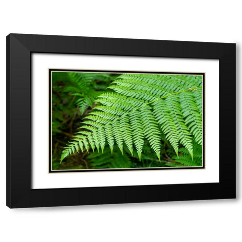 Issaquah-Washington State-USA Lady Fern frond Black Modern Wood Framed Art Print with Double Matting by Horton, Janet