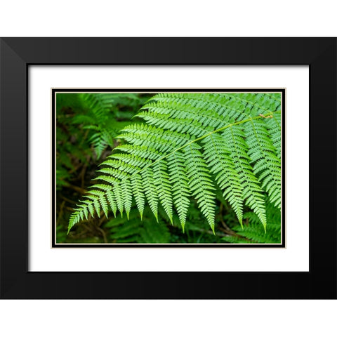 Issaquah-Washington State-USA Lady Fern frond Black Modern Wood Framed Art Print with Double Matting by Horton, Janet