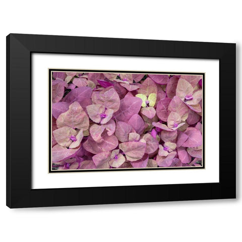 Issaquah- Washington State- USA. Red Orach or Purple Mountain Spinach plants Black Modern Wood Framed Art Print with Double Matting by Horton, Janet