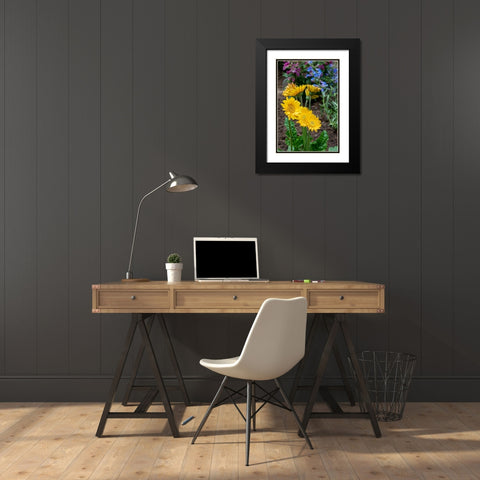 Issaquah- Washington State- USA. Garvinea Sweet Smile Gerber Daisies (yellow flowers). Black Modern Wood Framed Art Print with Double Matting by Horton, Janet