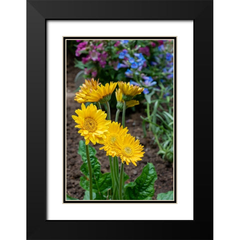 Issaquah- Washington State- USA. Garvinea Sweet Smile Gerber Daisies (yellow flowers). Black Modern Wood Framed Art Print with Double Matting by Horton, Janet