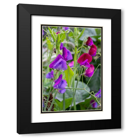 Issaquah- Washington State- USA. Sweet Pea flowers- also known as Perennial pea or Everlasting pea Black Modern Wood Framed Art Print with Double Matting by Horton, Janet