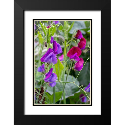 Issaquah- Washington State- USA. Sweet Pea flowers- also known as Perennial pea or Everlasting pea Black Modern Wood Framed Art Print with Double Matting by Horton, Janet