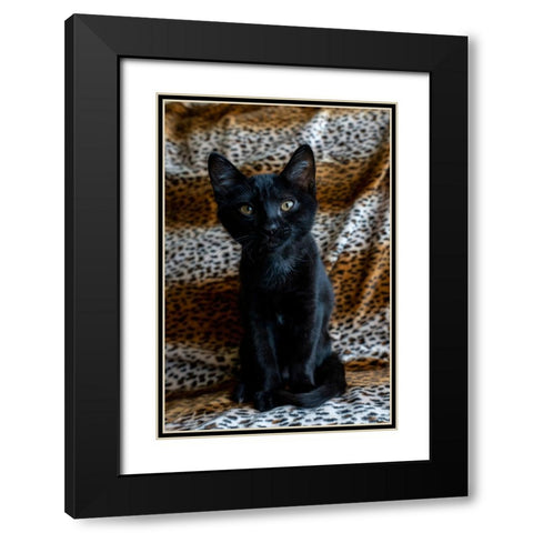 Two month old black kitten  Black Modern Wood Framed Art Print with Double Matting by Horton, Janet