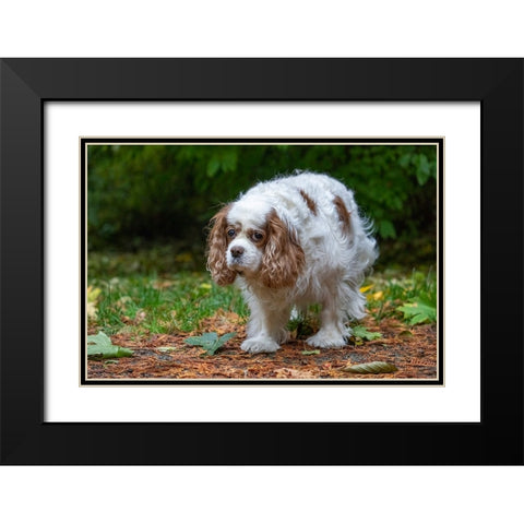 Issaquah- Washington State- USA. Sad-looking- elderly Cavalier King Charles Spaniel Black Modern Wood Framed Art Print with Double Matting by Horton, Janet