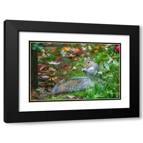 Issaquah- Washington State- USA. Western grey squirrel on the ground eating a nut Black Modern Wood Framed Art Print with Double Matting by Horton, Janet