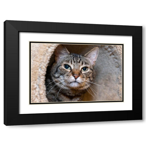 Issaquah- Washington State- USA. Ten year old American short-haired cat. Black Modern Wood Framed Art Print with Double Matting by Horton, Janet