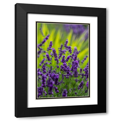 Sequim-Washington State-lavender field blooms Black Modern Wood Framed Art Print with Double Matting by Sienda, Jolly