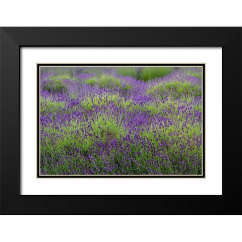 Bremerton-Washington State-lavender garden Black Modern Wood Framed Art Print with Double Matting by Sienda, Jolly