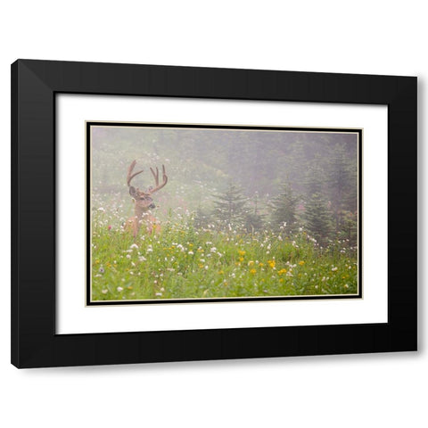 WA-Mount Rainier National Park-Black-tailed deer buck in wildflower meadow-Odocoileus hemionus Black Modern Wood Framed Art Print with Double Matting by Wild, Jamie and Judy