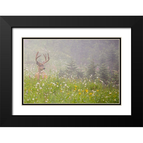 WA-Mount Rainier National Park-Black-tailed deer buck in wildflower meadow-Odocoileus hemionus Black Modern Wood Framed Art Print with Double Matting by Wild, Jamie and Judy
