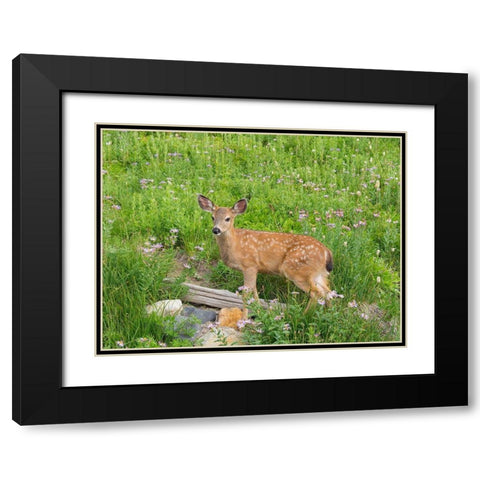 WA-Mount Rainier National Park-Black-tailed deer-fawn-Odocoileus hemionus Black Modern Wood Framed Art Print with Double Matting by Wild, Jamie and Judy