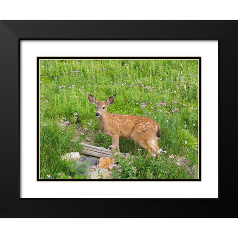 WA-Mount Rainier National Park-Black-tailed deer-fawn-Odocoileus hemionus Black Modern Wood Framed Art Print with Double Matting by Wild, Jamie and Judy