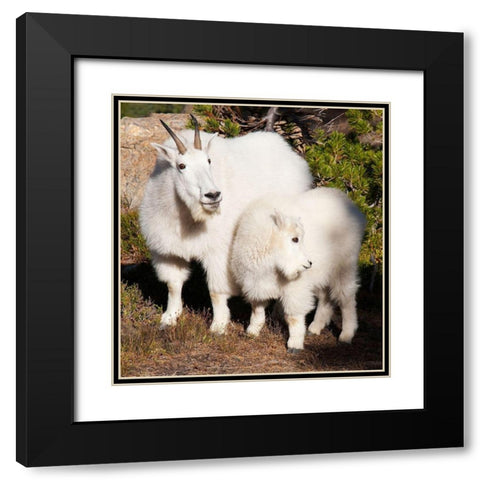 WA-Alpine Lakes Wilderness-mountain goats-nanny and kid Black Modern Wood Framed Art Print with Double Matting by Wild, Jamie and Judy