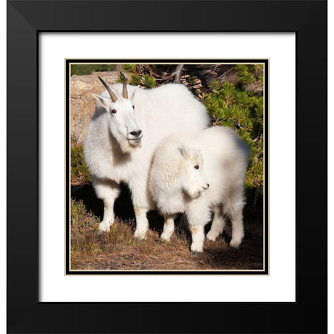 WA-Alpine Lakes Wilderness-mountain goats-nanny and kid Black Modern Wood Framed Art Print with Double Matting by Wild, Jamie and Judy