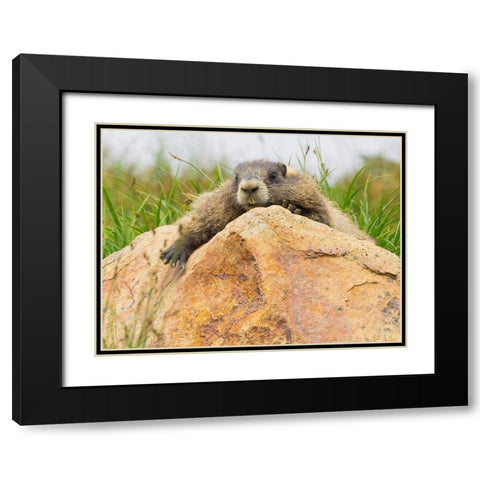 WA-Mount Rainier National Park-Hoary Marmot (Marmota caligata) Black Modern Wood Framed Art Print with Double Matting by Wild, Jamie and Judy