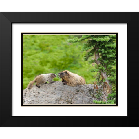 WA-Mount Rainier National Park-Hoary Marmot (Marmota caligata)-mother and baby Black Modern Wood Framed Art Print with Double Matting by Wild, Jamie and Judy