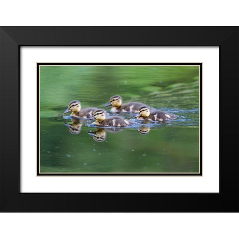 WA-Mercer Slough-Wood Duck ducklings (Aix Sponsa) Black Modern Wood Framed Art Print with Double Matting by Wild, Jamie and Judy