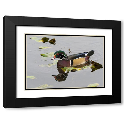 WA-Juanita Bay Wetland-Wood Duck-male (Aix sponsa) Black Modern Wood Framed Art Print with Double Matting by Wild, Jamie and Judy