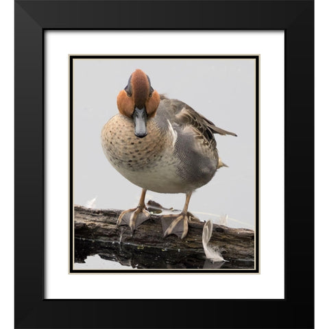 WA-Juanita Bay Wetland-Green-winged Teal (Anas crecca)-male Black Modern Wood Framed Art Print with Double Matting by Wild, Jamie and Judy