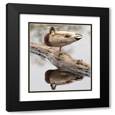 WA-Juanita Bay Wetland-Mallard Duck ( Anas Platyrhynchos)-male Black Modern Wood Framed Art Print with Double Matting by Wild, Jamie and Judy