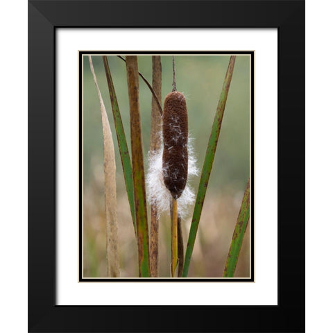 WA-Juanita Bay Wetland-Cattail Black Modern Wood Framed Art Print with Double Matting by Wild, Jamie and Judy