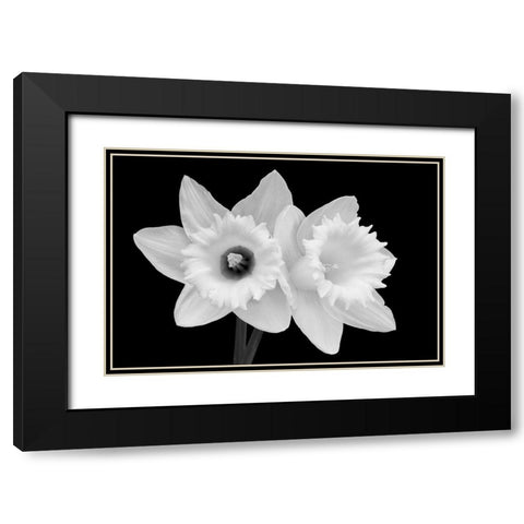WA-Redmond-Daffodils Black Modern Wood Framed Art Print with Double Matting by Wild, Jamie and Judy