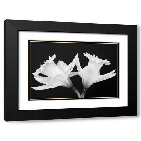 WA-Redmond-Daffodils Black Modern Wood Framed Art Print with Double Matting by Wild, Jamie and Judy