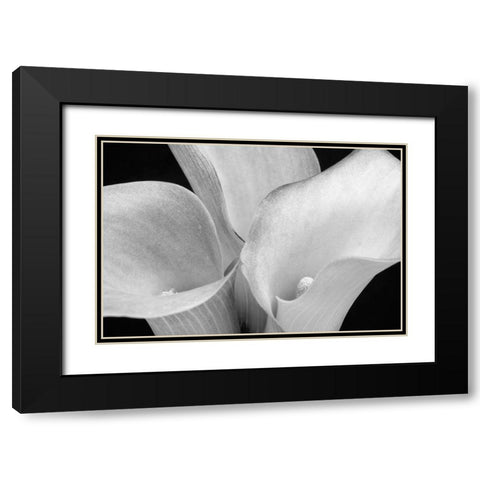 WA-Redmond-Calla Lilies Black Modern Wood Framed Art Print with Double Matting by Wild, Jamie and Judy