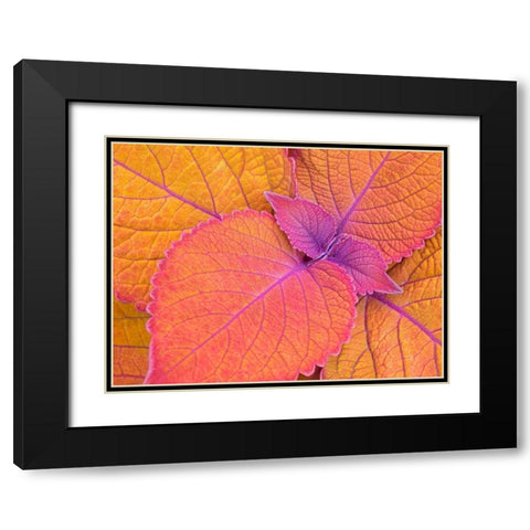 WA-Redmond-Coleus Plant-Leaf Design Black Modern Wood Framed Art Print with Double Matting by Wild, Jamie and Judy