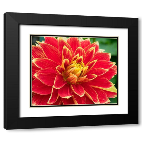 WA-Redmond-Dahlia Black Modern Wood Framed Art Print with Double Matting by Wild, Jamie and Judy