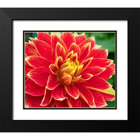 WA-Redmond-Dahlia Black Modern Wood Framed Art Print with Double Matting by Wild, Jamie and Judy