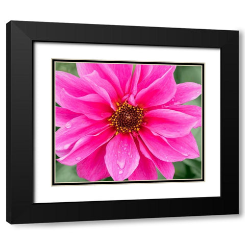 WA-Redmond-Daisy Black Modern Wood Framed Art Print with Double Matting by Wild, Jamie and Judy