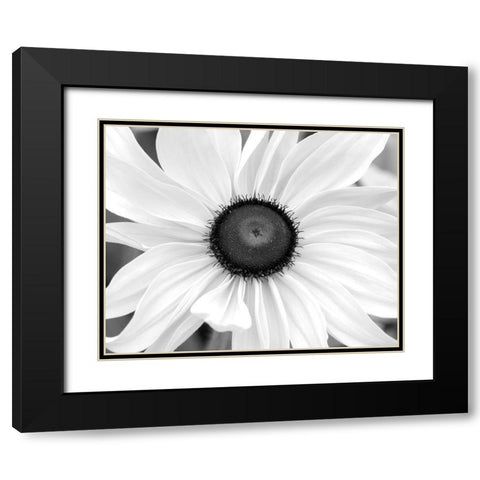 WA-Redmond-Black Eyed Susan Black Modern Wood Framed Art Print with Double Matting by Wild, Jamie and Judy