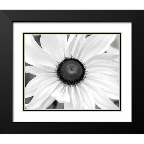 WA-Redmond-Black Eyed Susan Black Modern Wood Framed Art Print with Double Matting by Wild, Jamie and Judy