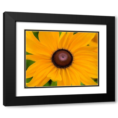 WA-Redmond-Black Eyed Susan Black Modern Wood Framed Art Print with Double Matting by Wild, Jamie and Judy