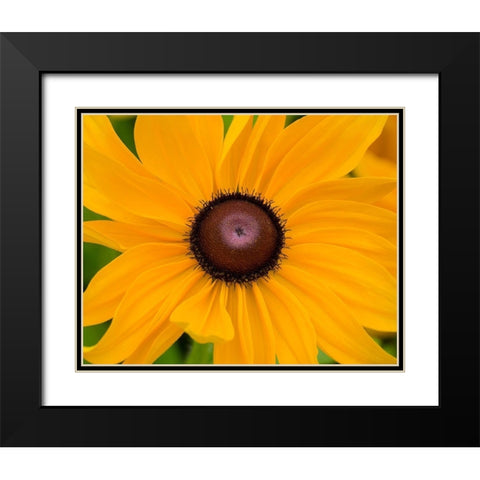 WA-Redmond-Black Eyed Susan Black Modern Wood Framed Art Print with Double Matting by Wild, Jamie and Judy