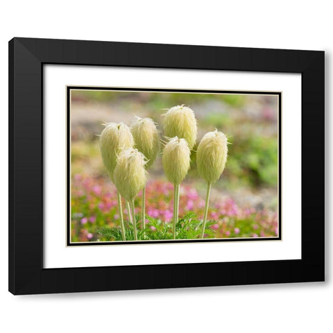 WA-Mount Rainier National Park-Pasqueflower seed head (Anemone occidentalis) Black Modern Wood Framed Art Print with Double Matting by Wild, Jamie and Judy