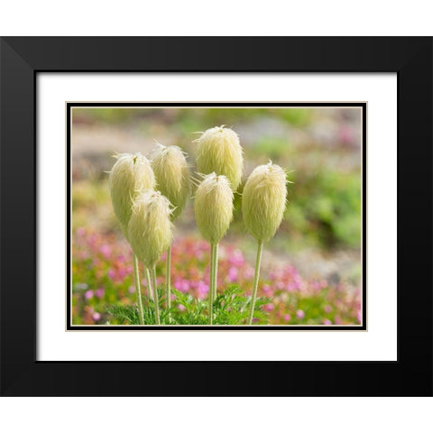 WA-Mount Rainier National Park-Pasqueflower seed head (Anemone occidentalis) Black Modern Wood Framed Art Print with Double Matting by Wild, Jamie and Judy