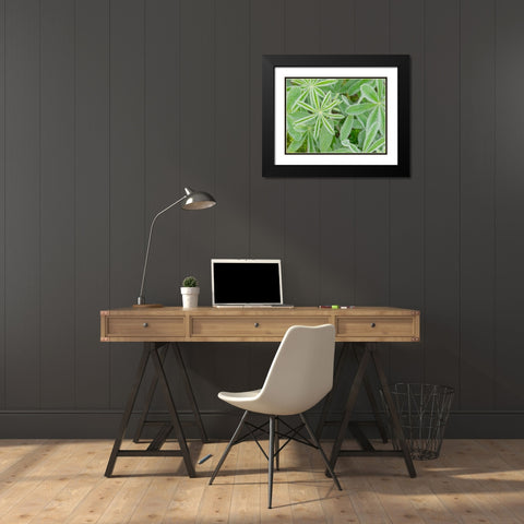 WA-Mount Rainier National Park-Subalpine Lupine leaves and dew (Lupinus latifolius) Black Modern Wood Framed Art Print with Double Matting by Wild, Jamie and Judy