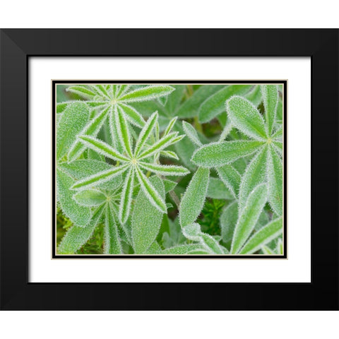 WA-Mount Rainier National Park-Subalpine Lupine leaves and dew (Lupinus latifolius) Black Modern Wood Framed Art Print with Double Matting by Wild, Jamie and Judy
